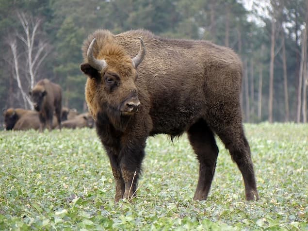 Puszcza Białowieska i Żubr