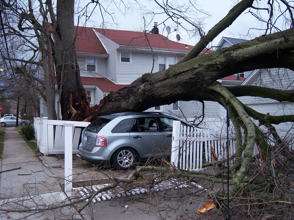 Ubezpieczenie domu od upadku drzewa